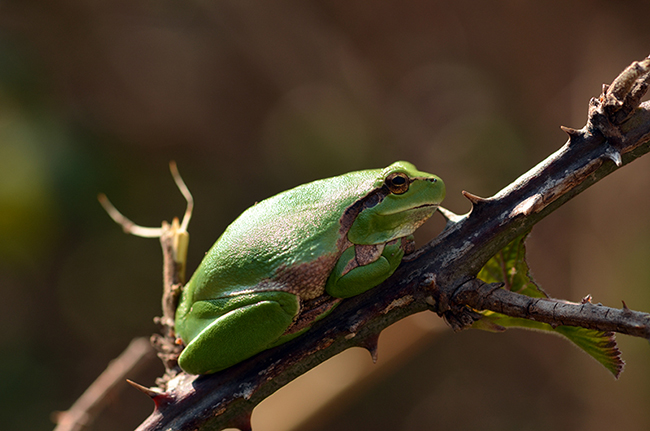 DSC_0017.jpg