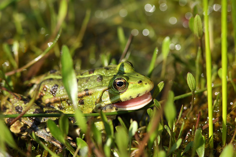 LE_SOURIRE_DE_LA_GRENOUILLE_pp800.jpg
