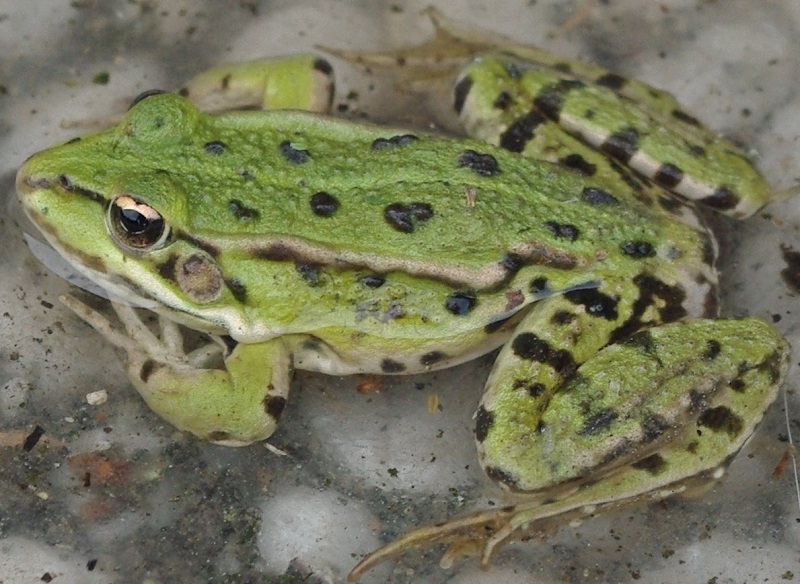 grenouille verte.jpg