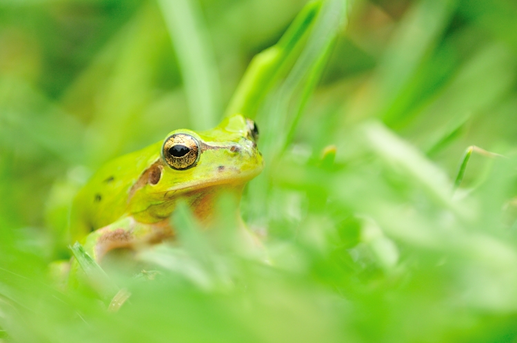 Grenouille camouflée.JPG
