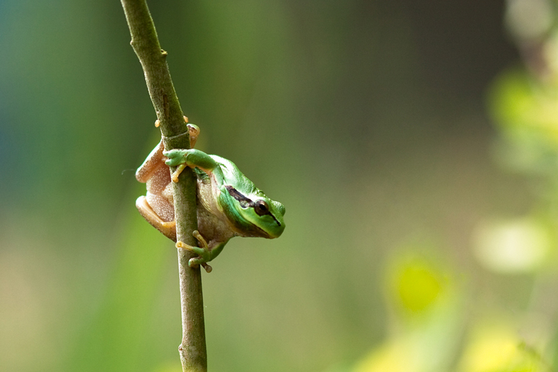 grenouille-I&N.jpg