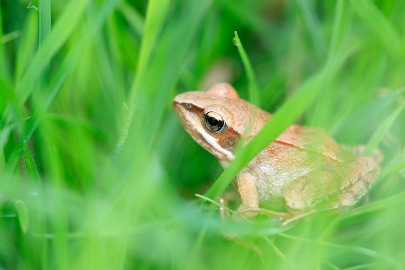 Grenouille hautes herbes.jpg