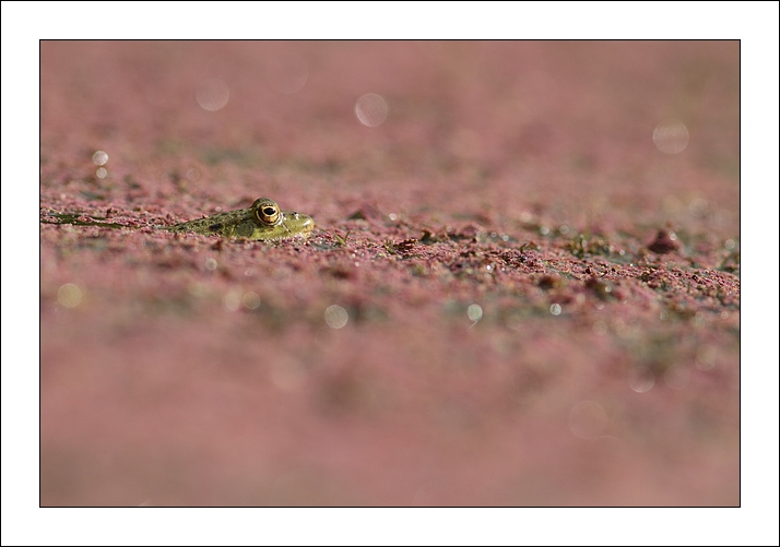 2013-08-10_IMG_9644_grenouille_web.jpg