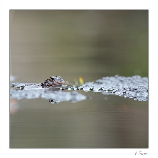 2013-03-10_IMG_1407_grenouille_carre_web.jpg