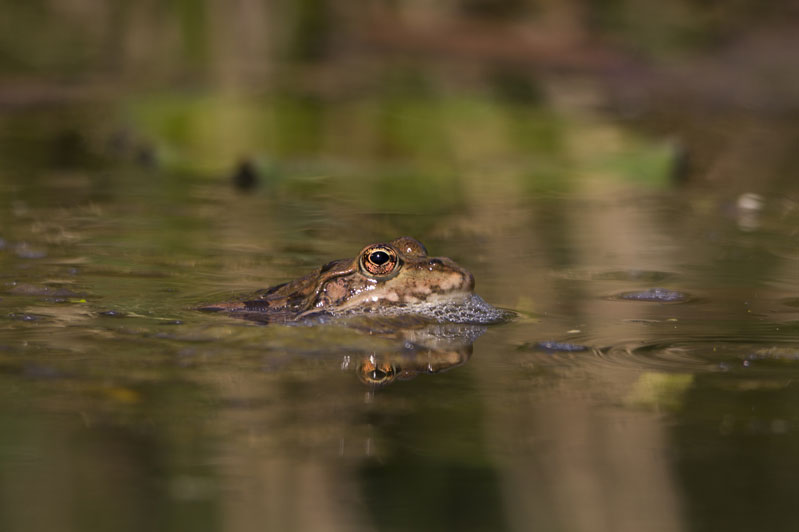 Photo1_20140412_Amphibiens.jpg