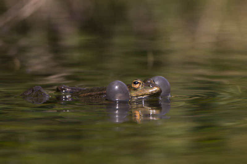 Photo3_20140426_Amphibiens.jpg