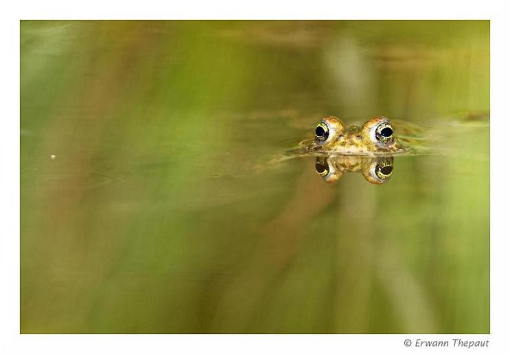 Crapaud calamite (1).jpg