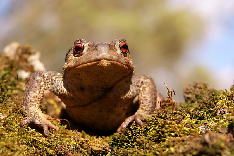 crapaud_commun_IMGP5661.jpg