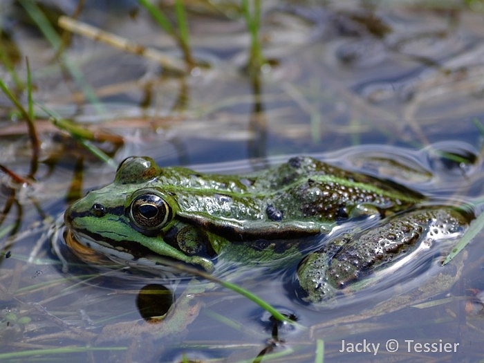 Grenouilles 036.JPG