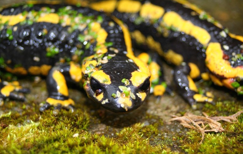 salamandre tachetée salamandra salamandra.jpg