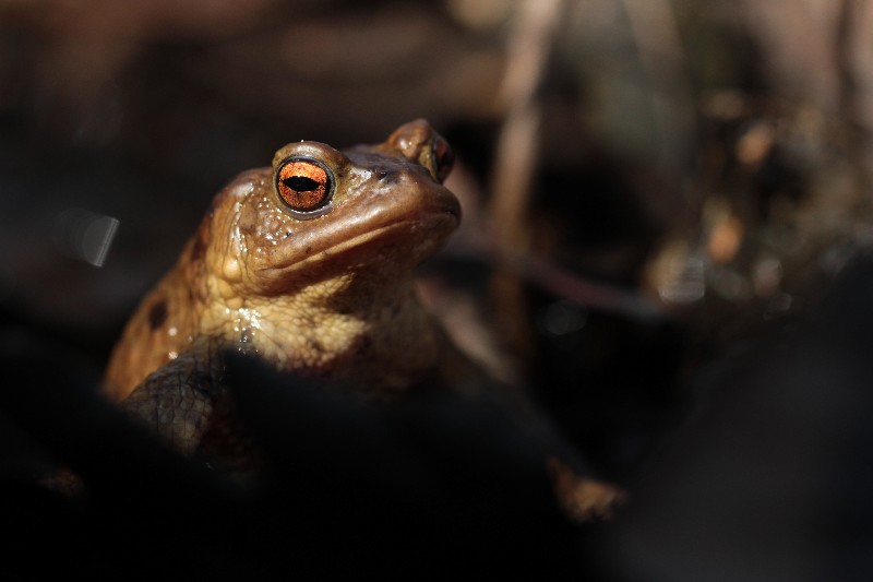 ELaurent_Bufobufo(1).JPG
