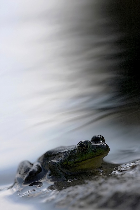concours amphibiens 1.jpg