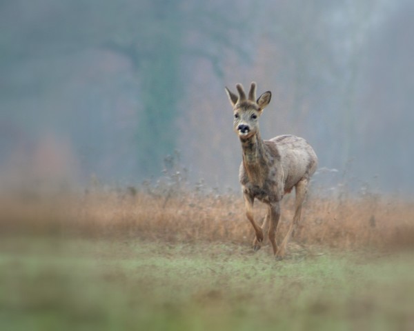 image & nature 2.jpg