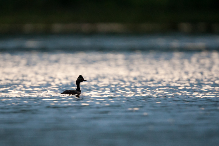 delta danube 2014  21.JPG