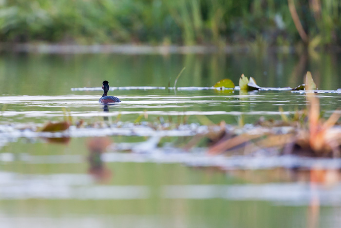 delta danube 2014  28.JPG