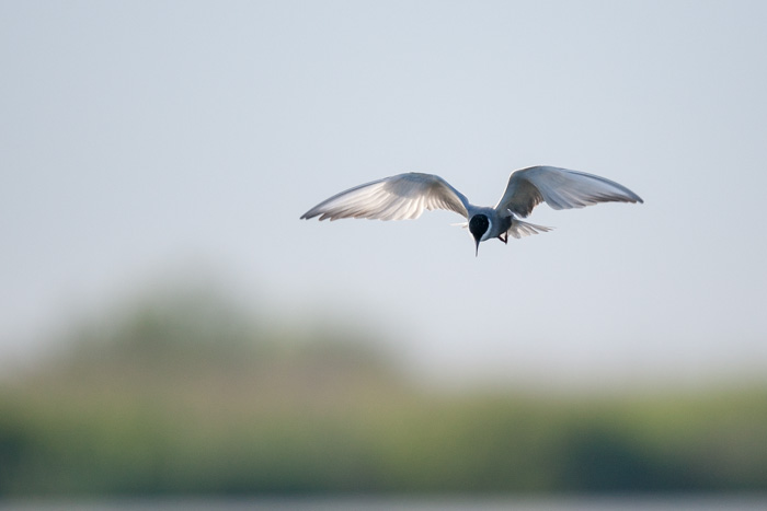 delta danube 2014  114.JPG