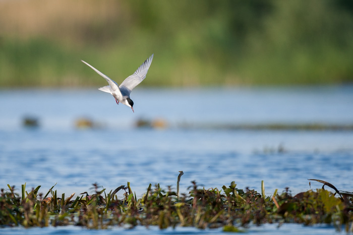 delta danube 2014  140.JPG