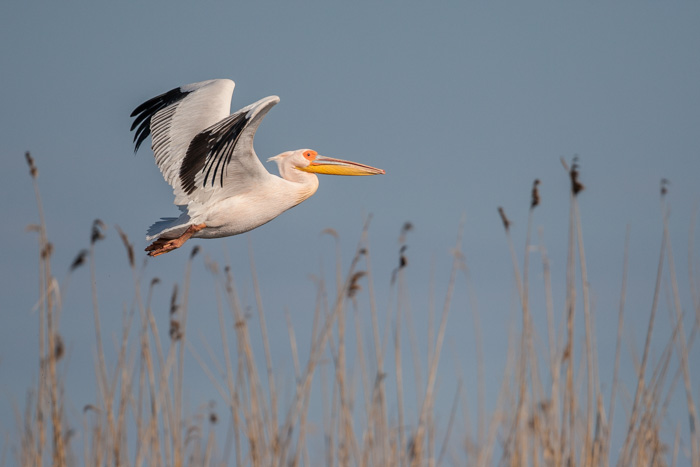 delta danube 2014  411.JPG