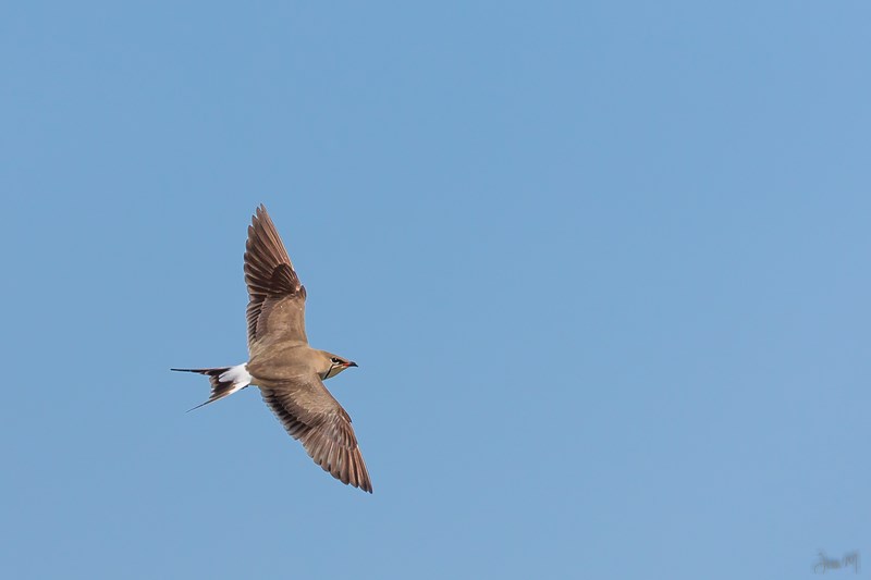 ED8A7156-2 (Copier).JPG