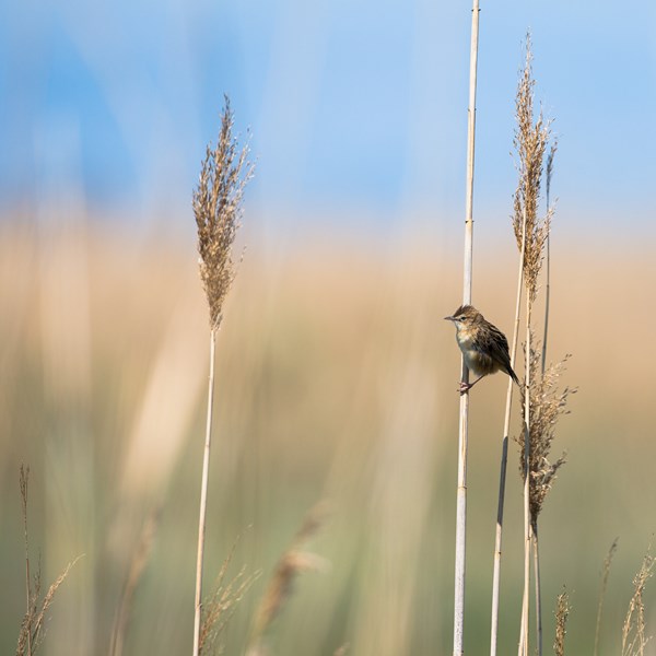 ED8A7147 (Copier).JPG