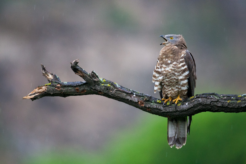 abreuvoir macin 2014  364.JPG