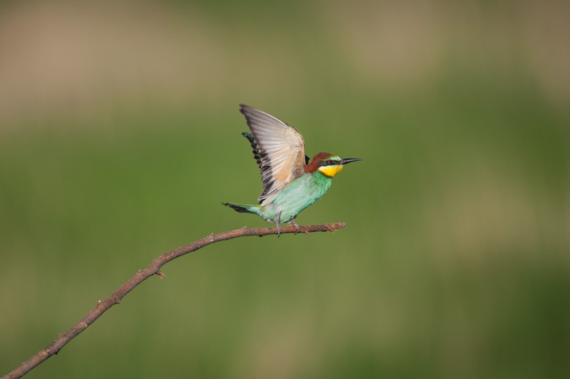 guepiers roumanie 2014  485.JPG