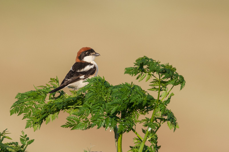 lagune marais mer noir 2014  406.JPG