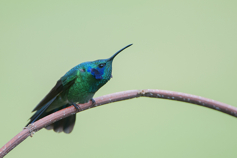 159-Colibri thalassin-2.jpg