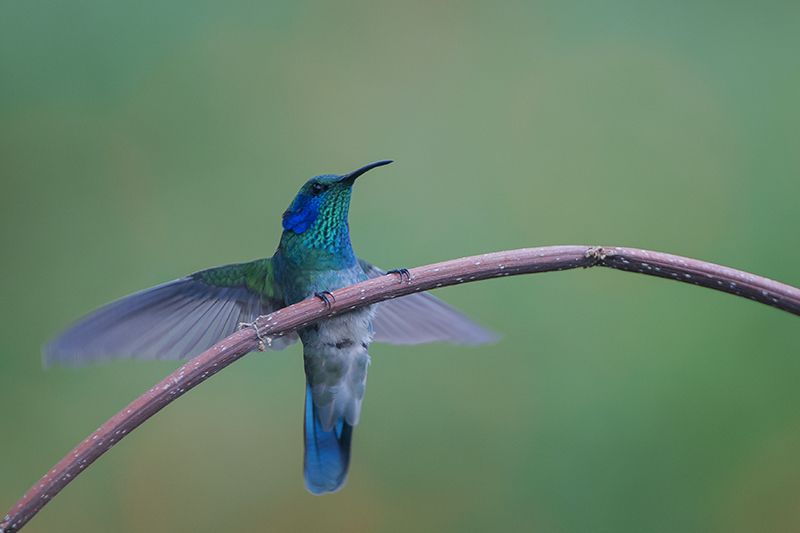 160-Colibri thalassin-3.jpg