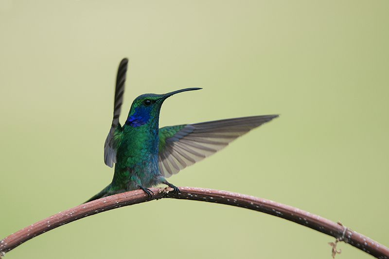 161--Colibri thalassin-4.jpg