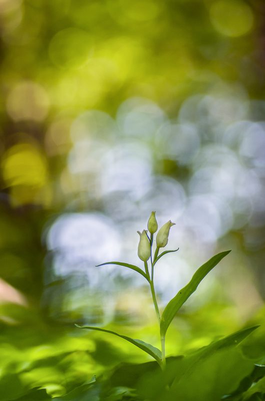 2014Cephalanthera damasonium#6small.JPG