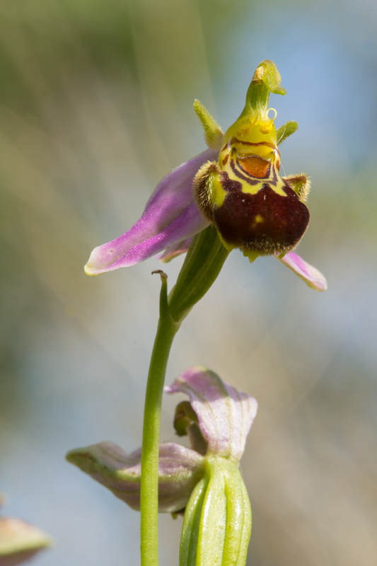 ophrys abeille .jpg