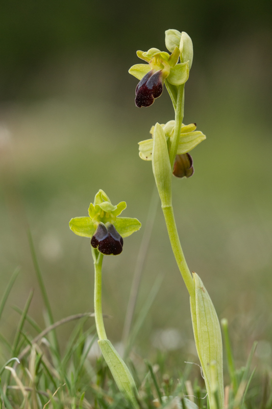 ophrys sillonée.jpg