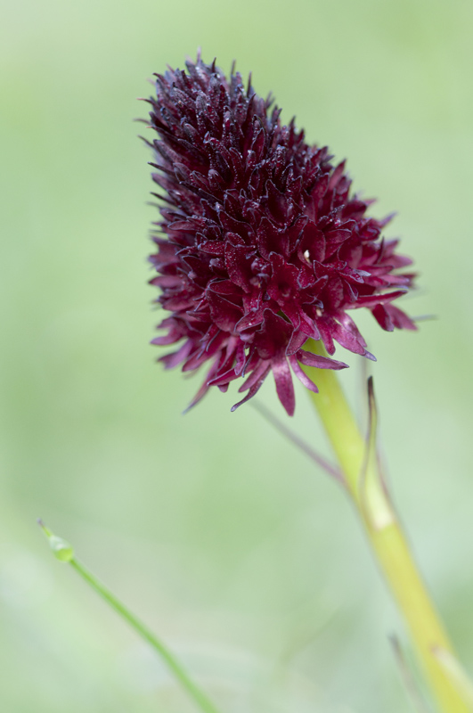Nigritella nigra (Orchis vanillé).jpg