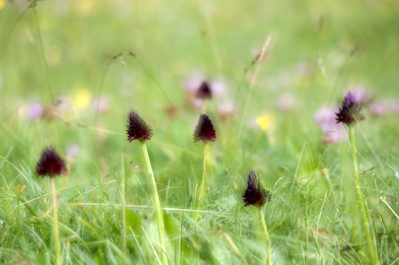 Nigritella nigra (Orchis vanillé) 2.jpg