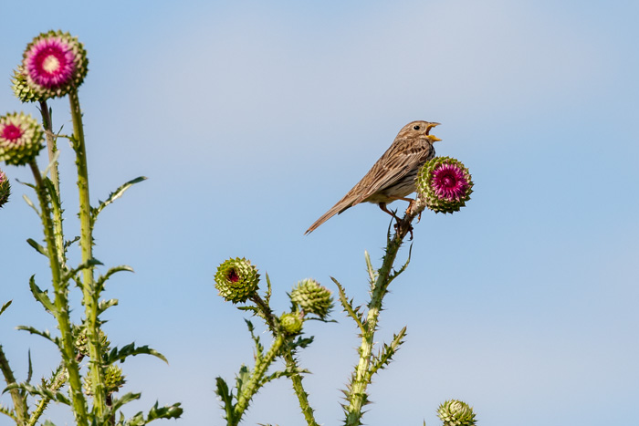 lagune marais mer noir 2014  476.JPG
