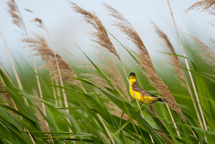 lagune marais mer noir 2014  486.JPG