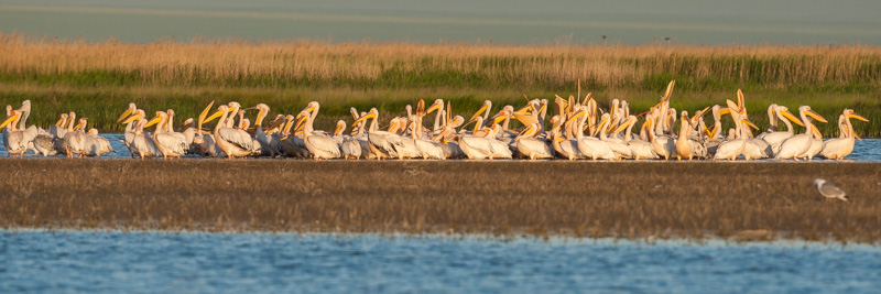 lagune marais mer noir 2014  420.JPG