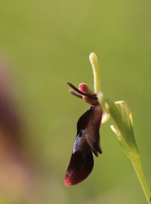 Ophris mouche.jpg