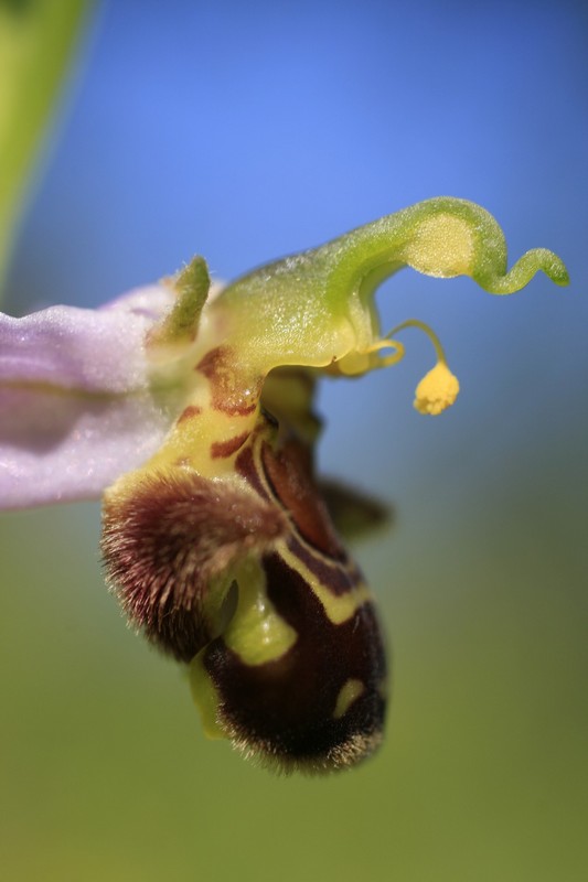 Ophris abeille 1.jpg