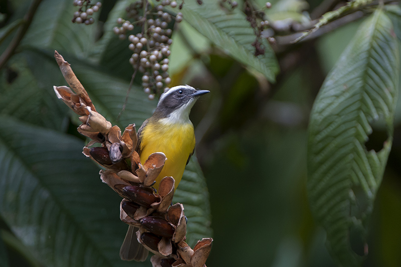 169-Tyran diadème-4.jpg