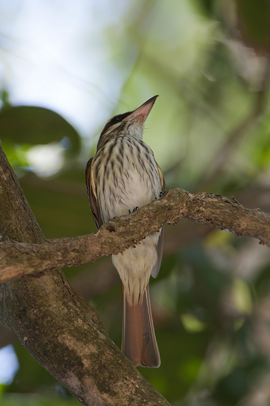 172-Tyran audacieux.jpg