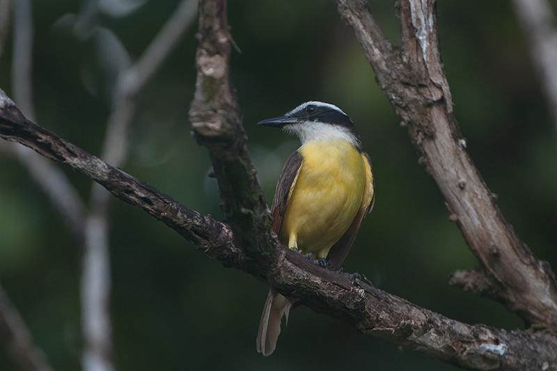 173-Tyran à voir (2).jpg