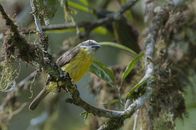 174-Tyran à voir.jpg