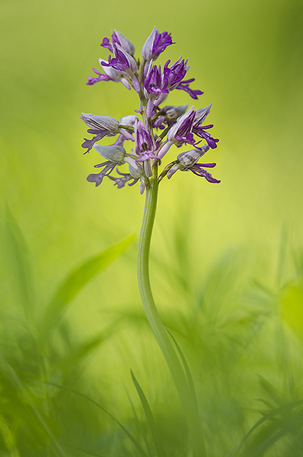 orchidée.2.jpg