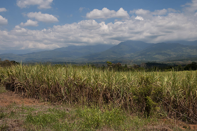 176-Cordillière de Talamaca et cannes à sucre.jpg