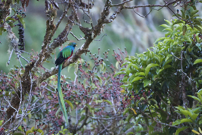 187-Quetzal resplendissant.jpg-3.jpg