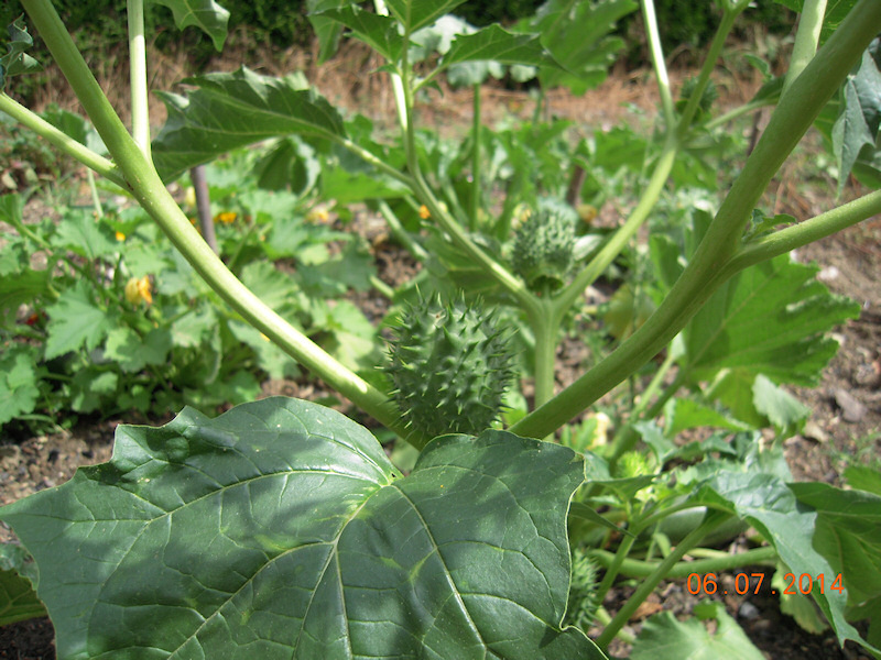 Plante à identifier.jpg