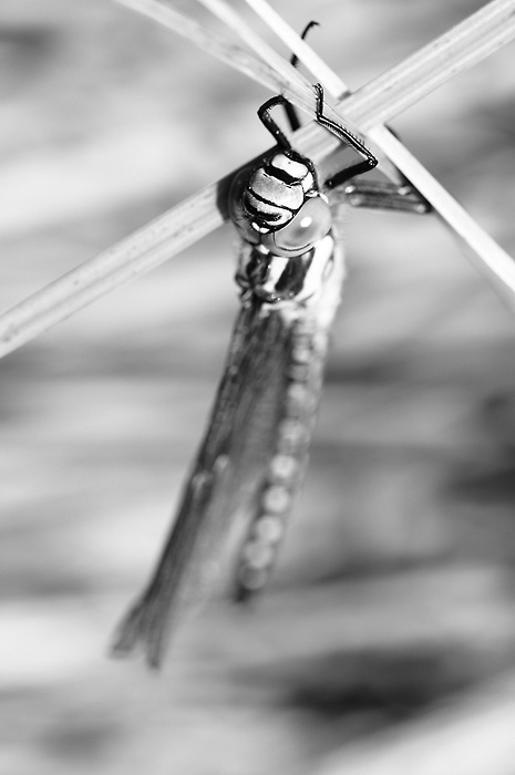 Brachytron_pratens_entonnoir_25_web.jpg