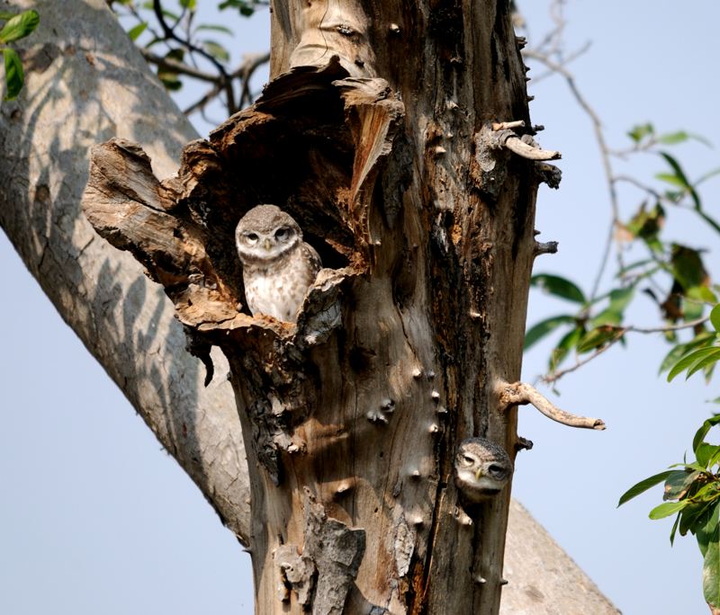 2013.11.10 060 Siana Chevêches d'Athena.jpg